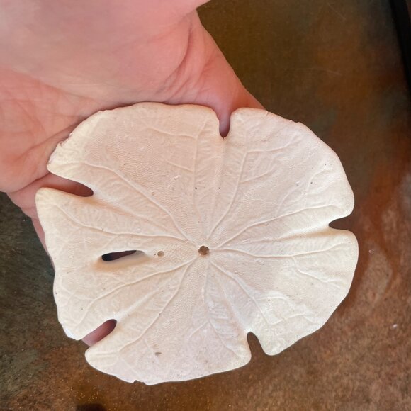 5 Different Sea Shells 1 Sand Dollar w/ Original Painting Signed by Dean Unique - Picture 11 of 13